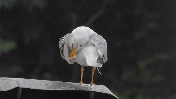 A Beautiful, Clean and Bright Feathered Gull Bird on the Roof