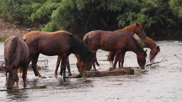 Wild horses eat in a row from the riverbed on the Salt River in Arizona.
