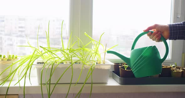 Home Gardening  Watering Sprouted Onions on the Windowsill