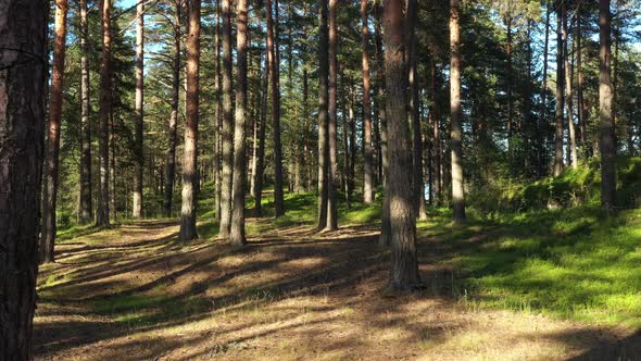 Beautiful landscape with Sunrise Sun at the Sunny Coniferous Forest