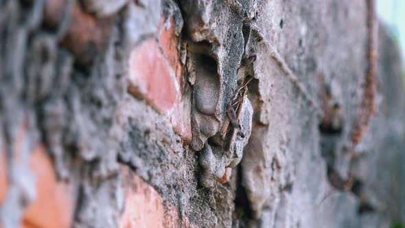 Close Shot of a Grasshopper Moving on a Wall