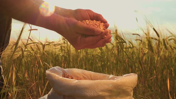 Close Up Hands of Farmer Touching Poured Through the Fingers Corn Grains in a Sack