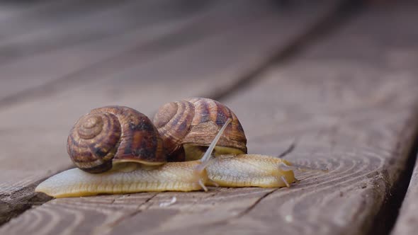 Two Snails in Love. Close Up