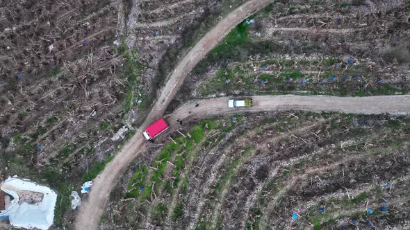 A car with bananas goes to the market aerial view