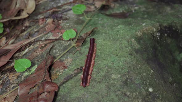 Asian Giant Millipede, Asian Red Millipede crawling on dry leaves, mossy rock at tropical rainforest