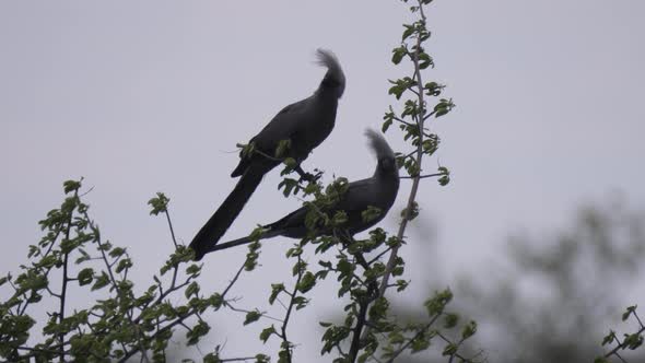 Two grey go-away-birds in a tree at Naye-Naye Concession Area