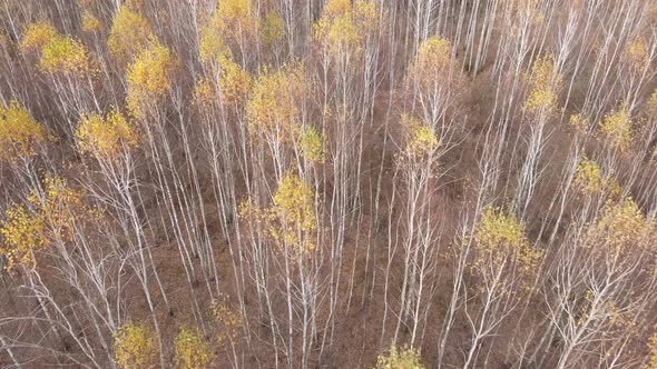 Forest with Trees in the Fall