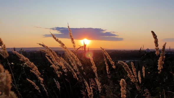 Vibrant sundown as seen through the golden reed plant seeds