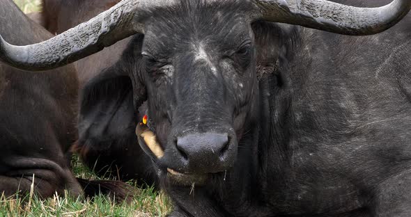 African Buffalo, syncerus caffer, Adult with Yellow Billed Oxpecker, buphagus africanus