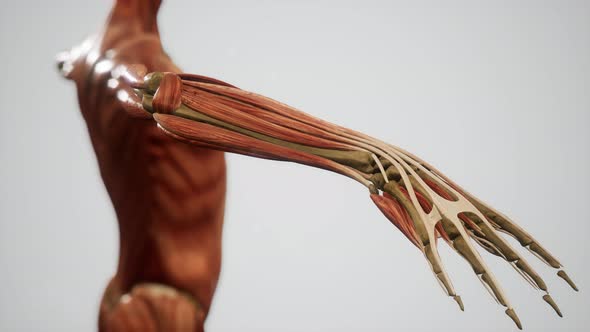 Muscular System of Human Body Animation