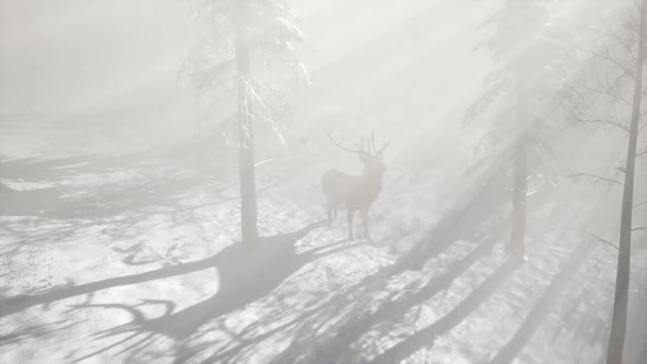 Proud Noble Deer Male in Winter Snow Forest