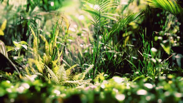 Close Up Jungle Grass and Plants