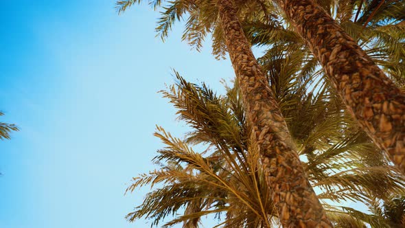 Palm Trees at Sunset Light and Sky