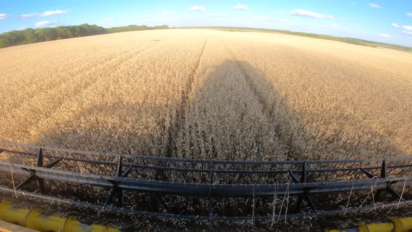 Harvester Gathering Crop of Ripe Wheat in Field