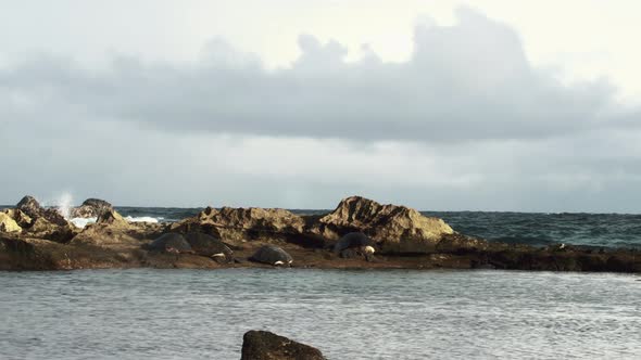 Shot of four large and beautiful turtles on the coast of the Paia area in Hawaii, USA.