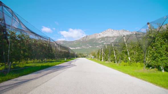 Wide Concrete Road Stretches Between Rows of Apple Trees