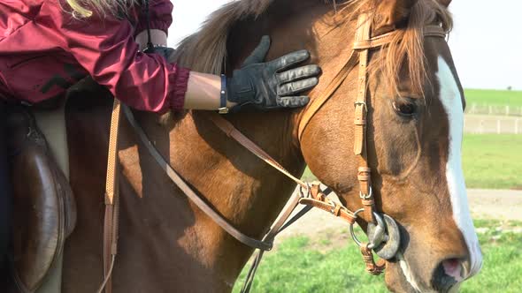 Owner Stroking His Horse's Hair