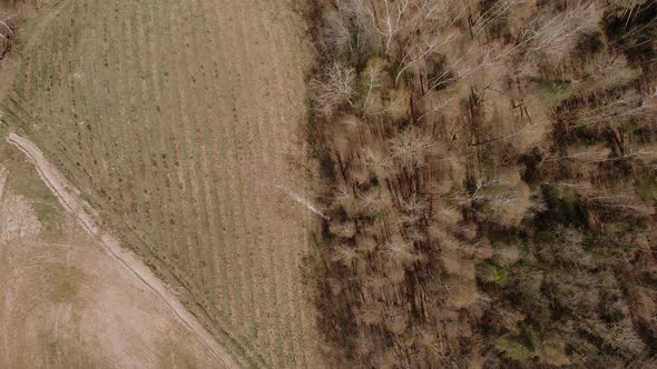 Aerial View of Small Plowed Agricultural Field Among White Bare Birch Trunks