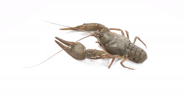 Live Crayfish on White Background. European Crayfish Astacus Astacus