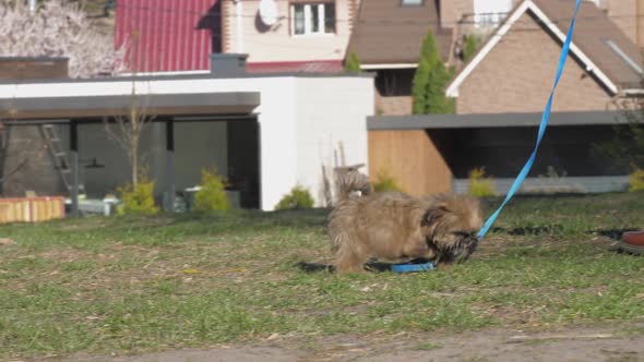 Puppy with Fluffy Fur Plays on Green Grass Sniffs and Seeks