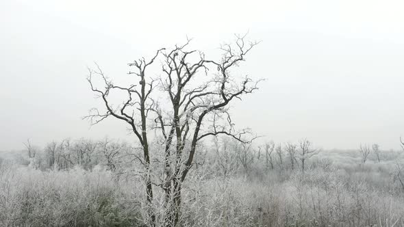 Rime in the Forest