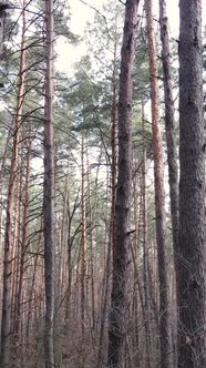 Vertical Video of the Pine Forest in the Afternoon