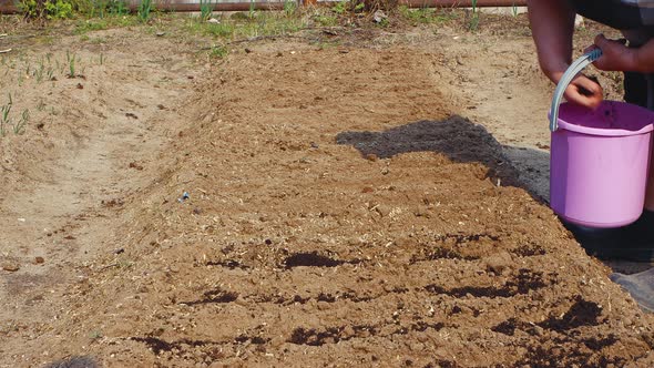 An Elderly Woman Puts Black Soil Into the Furrows in a Garden Bed From a Bucket