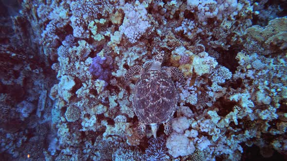 Underwater Sea Turtle