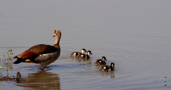 Egyptian Goose, alopochen aegyptiacus, Male with Female and Goslings, real Time 4K