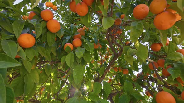 Orange Tree with Ripe Fruits