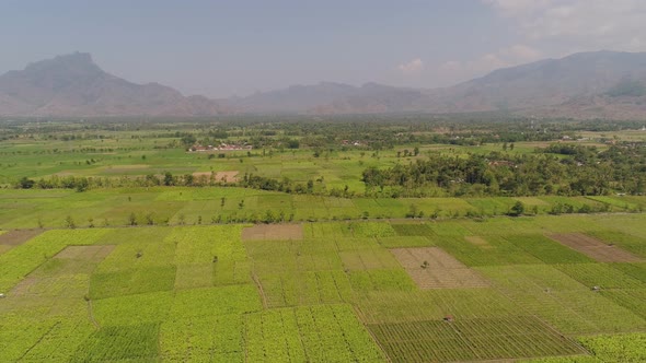 Agricultural Land in Indonesia