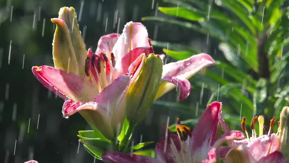 Pink Lily Flower Under Rain