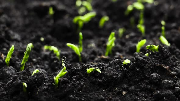 Growing Plants in Spring Timelapse, Sprouts Germination Newborn Pea Plant in Greenhouse