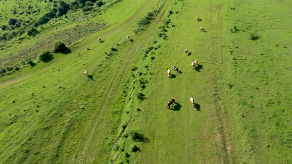 Flying Over Herd of Cows Grazing in Alpine Meadow