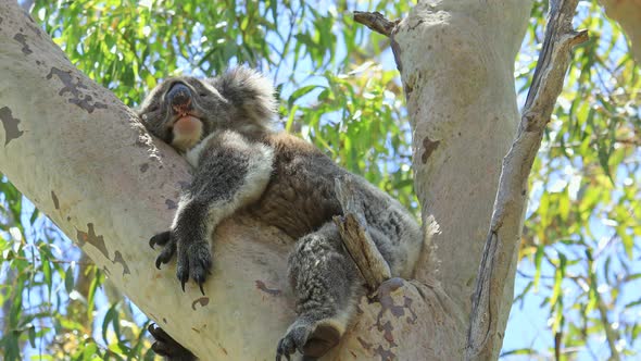 Koala in Yanchep National Park