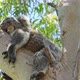 Koala in Yanchep National Park - VideoHive Item for Sale