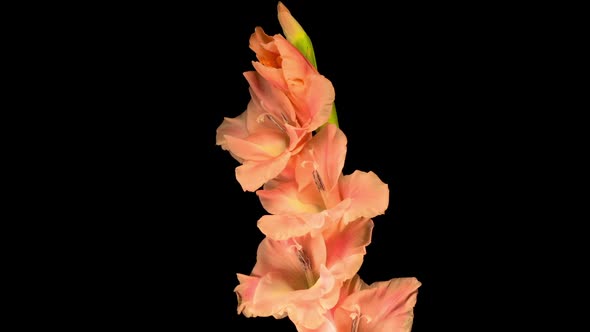 Time lapse of Opening Pink Gladiolus Flower