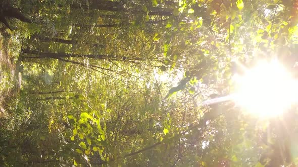 Vertical Video of an Autumn Forest During the Day in Ukraine