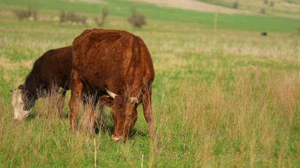 Cows Graze in a Meadow