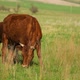 Cows Graze in a Meadow - VideoHive Item for Sale