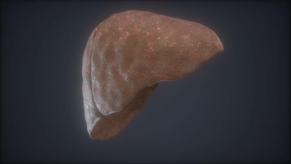 Loop 3d Rendered Medically Accurate Animation of the Human Liver alt