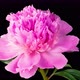 Time Lapse of Opening Beautiful Pink Peony Flowers - VideoHive Item for Sale