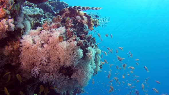 Lionfish and Scalefin Anthias