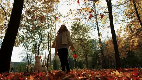 Autumn Slow Motion Jack Russell Terrier Dog, Happily The Girl Throws Orange Leaves Up, the Dog