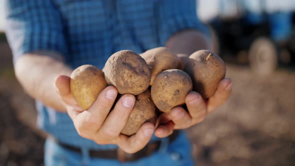 Potato Harvesting