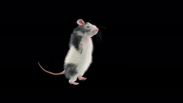 Rat Dancing 4K