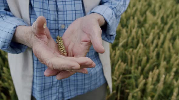 Close View of Old Farmer's Hands Opening and Showing Wheat Spikelet at Camera