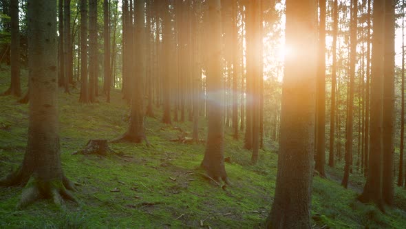 Nature Environment of Forest Trees Landscape