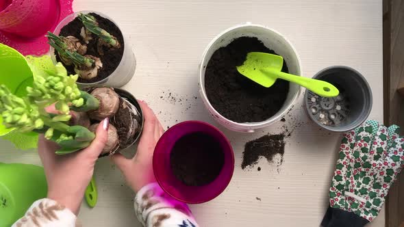 The Woman Transplants The Primroses Into A New Pot. Daffodil Bulbs And Buds Are Visible