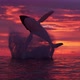 Humpback Whale Jumps Out Of the Water 4k - VideoHive Item for Sale